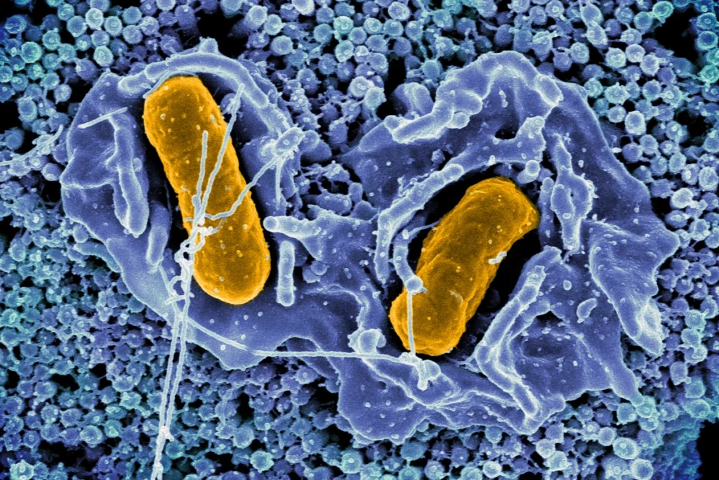 Engineered Bacteria Target Tumors Safely Engineered Bacteria Target Tumors Safely